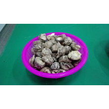 Popular y de bajo precio secado flor de té Shiitake seta